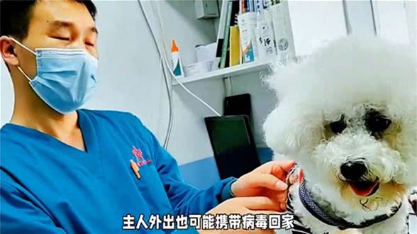 狗经验分享,警惕狗狗疫苗注射误区铲屎官必看新手养狗必看