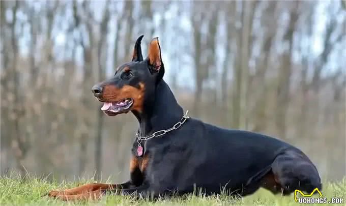 世界上最危险的十大犬种,你见过几种!