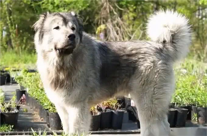 世界上最危险的十大犬种,你见过几种!