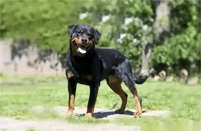 世界上最危险的十大犬种,你见过几种!