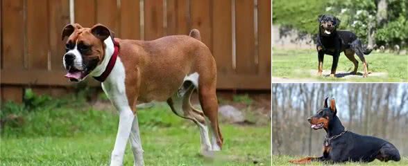 世界上最危险的十大犬种,你见过几种!