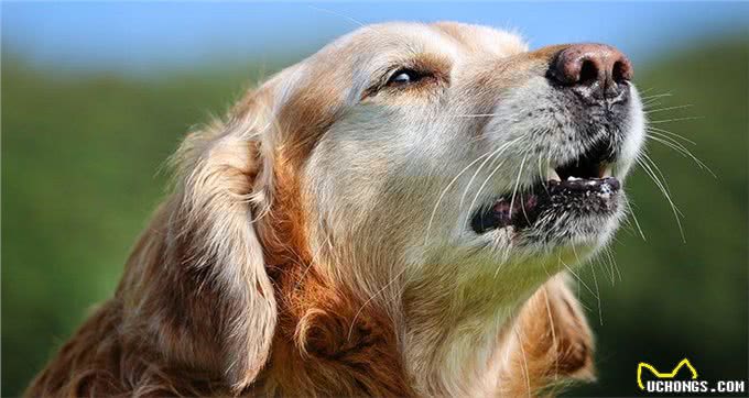 狗狗什么时候才算是步入老年?狗狗老化的迹象，提醒主人要更爱它