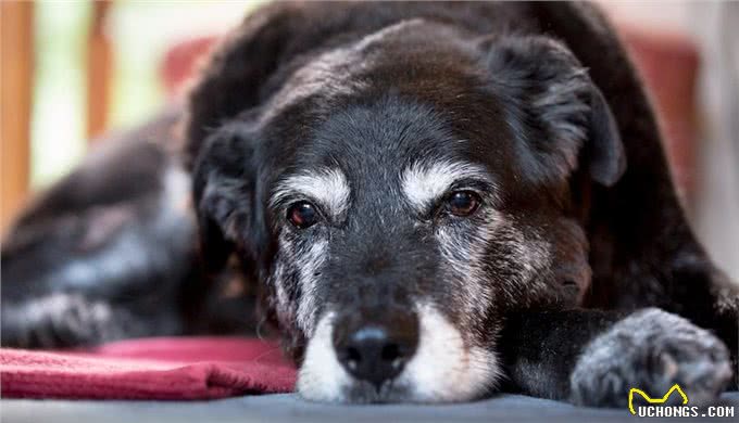 狗狗什么时候才算是步入老年?狗狗老化的迹象，提醒主人要更爱它