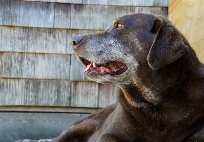 狗狗什么时候才算是步入老年?狗狗老化的迹象，提醒主人要更爱它