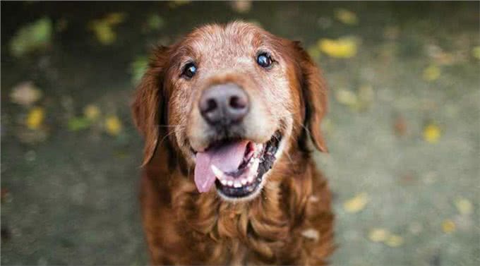 狗狗什么时候才算是步入老年?狗狗老化的迹象，提醒主人要更爱它