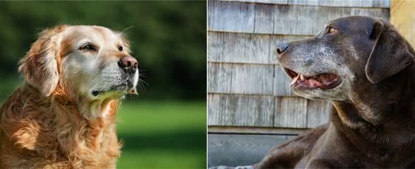 狗狗什么时候才算是步入老年?狗狗老化的迹象,提醒主人要更爱它