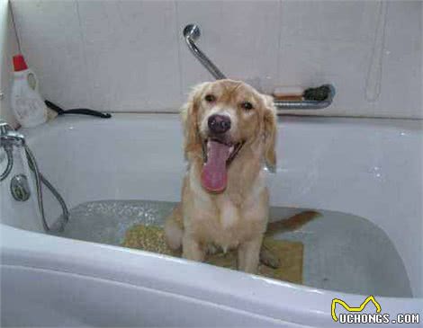 春季跳蚤多，狗狗奇痒无比，这5个小妙招正好用得上