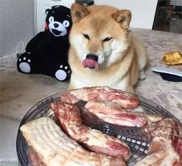 春季跳蚤多,狗狗奇痒无比,这5个小妙招正好用得上