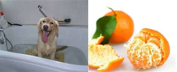 春季跳蚤多，狗狗奇痒无比，这5个小妙招正好用得上