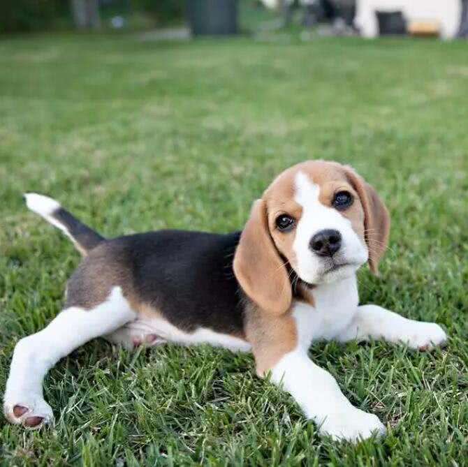 狗狗放屁很臭怎么回事?背后的5大原因,一定要注意