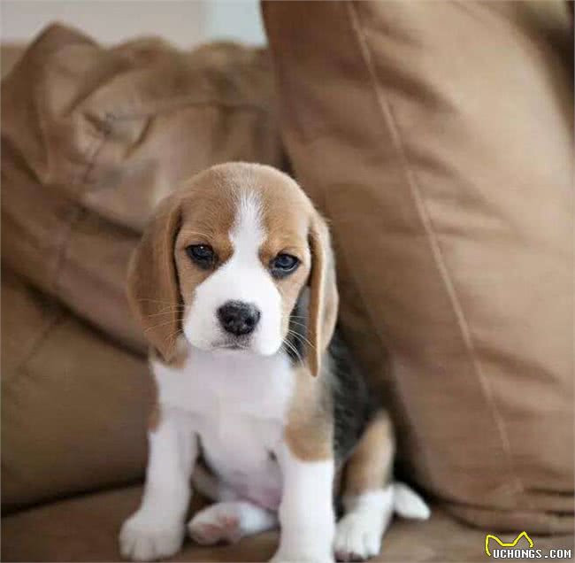 狗狗放屁很臭怎么回事?背后的5大原因,一定要注意