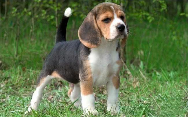 狗狗放屁很臭怎么回事?背后的5大原因,一定要注意