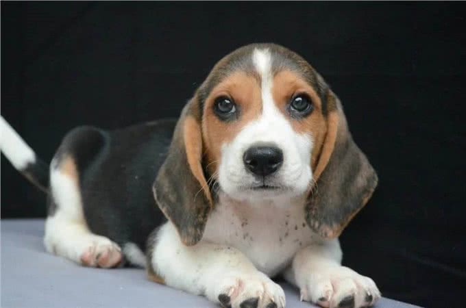 狗狗放屁很臭怎么回事?背后的5大原因,一定要注意