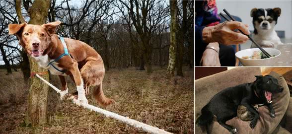 狗狗一生中很害怕的事,主要有这几件,主人最好不要做