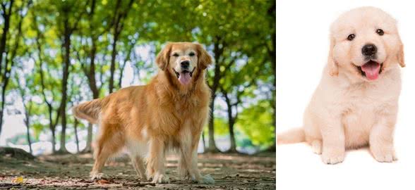 新手养狗应该知道的六个小知识