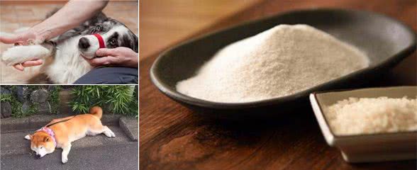 狗狗一只后腿瘸了宠物狗一条腿突然瘸了