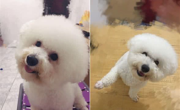 几个简单动作让狗狗秒会坐下、握手和击掌,铲屎官们可以试一试哦