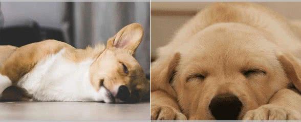 狗狗出现犬瘟有什么症状?是什么原因导致的?如何预防犬瘟?