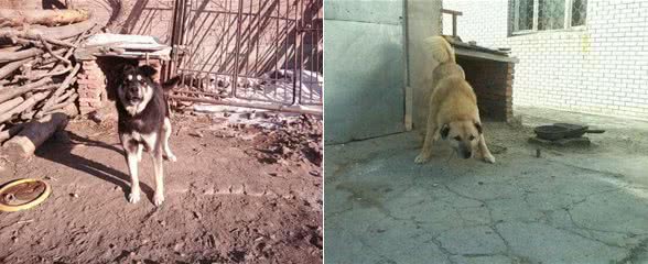 东北大笨狗,为保卫主人而生,生来便与狼搏斗