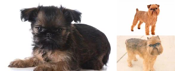 这个比利时犬种头脑灵活,身手敏捷,和迷你雪纳瑞还是老同行