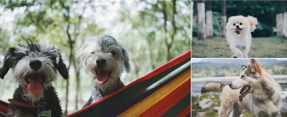 解锁养狗小技巧:这样才能让你与狗狗建立更深的默契!