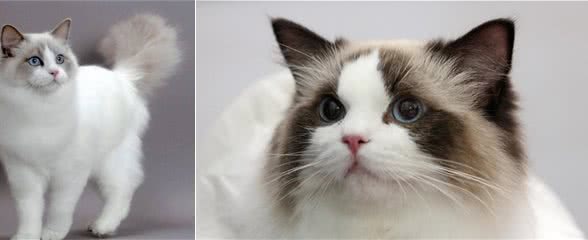 布偶猫为什么很贵?