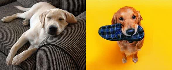 狗狗和你关系好的几个迹象，如果没有，你该反省了