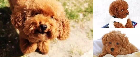 贵宾毛不卷?就是不纯?