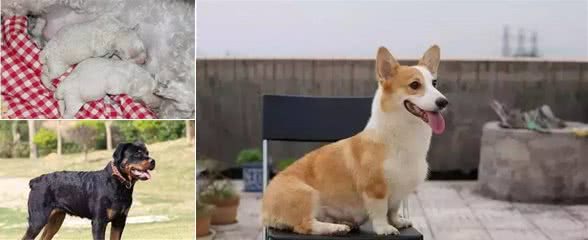 为什么有些狗狗要断尾?