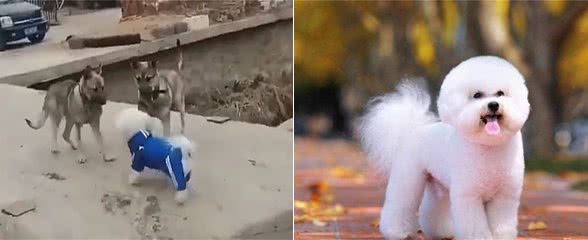 路遇漂亮的比熊犬,土狗兄弟神魂颠倒,踏空从桥上坠落