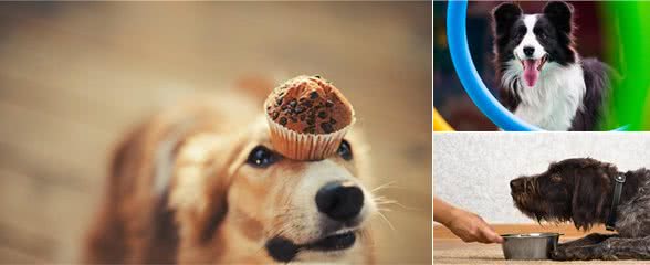 新手养狗:不懂的进来看看