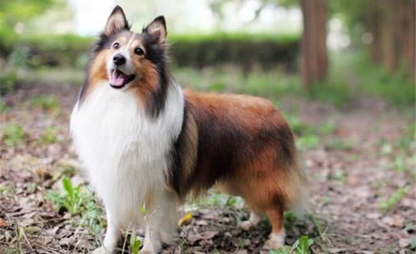 选购喜乐蒂牧羊犬要注意些什么?喜乐蒂选购标准