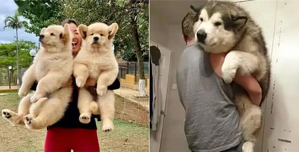 其实在狗眼中，你忽然抱起它，有这些含义!