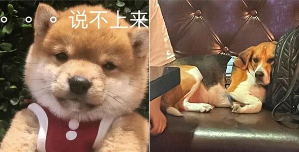 这些最伤狗的饲养方式,不瞒你说,很多铲屎官都没意识到