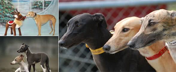 世界跑得最快的狗狗,过得最不快乐!