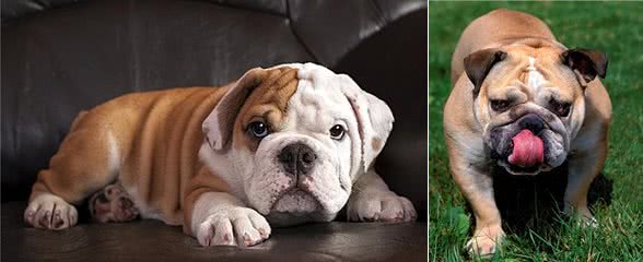 进口斗牛狗粮排行榜之Wellness宠物健康