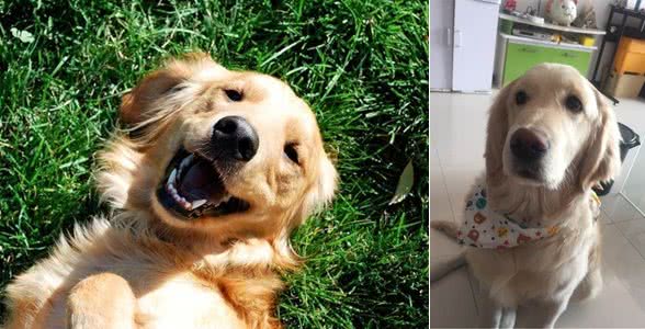 只要做好这些,狗狗换完毛会更漂亮