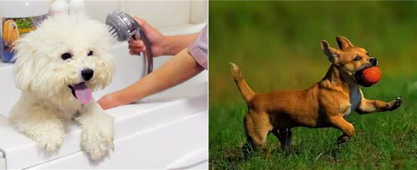 挑幼狗妙招,打算买狗的家长,不要错过了!