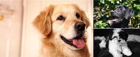 3大超级友好的狗狗品种，你知道吗?