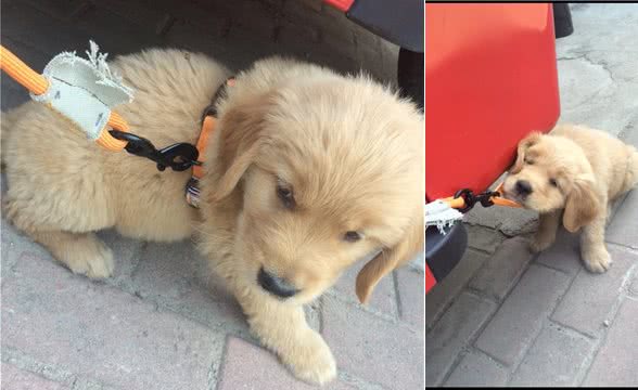 狗狗不是什么牵引绳都能用的哦