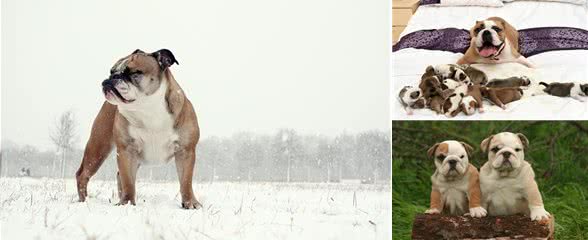 憨厚的壮汉!英国斗牛犬