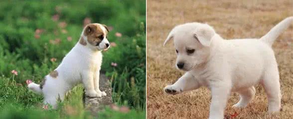 狗狗情绪有方向开心右摇尾,难过左摇尾,你知道其中奥秘吗?