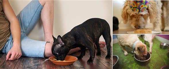 狗狗厌食?3个方法教你对症下药!