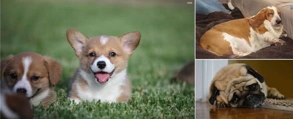 这件事可能会引起爱宠物过度肥胖,我们应当注意