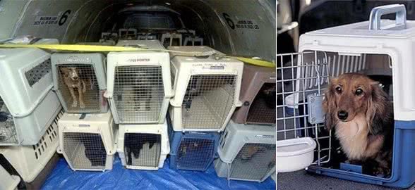 各位铲屎官看看狗狗航空托运,需要注意些什么?