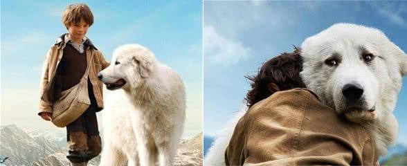 白色情人节,送你一朵棉花糖—大白熊犬