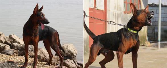 狗中黑老大莱州红!