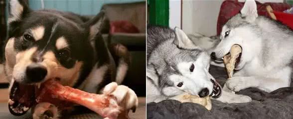 狗狗为啥对骨头情有独钟,没肉也不放过?