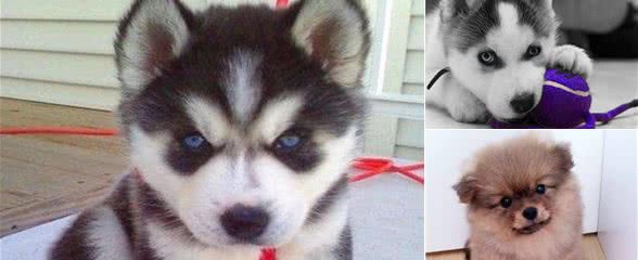 狗狗选择体内驱虫药的注意事项及使用方法