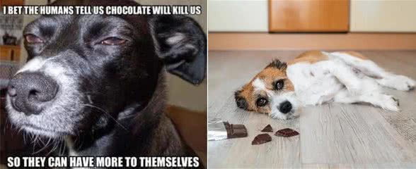 巧克力对狗有毒吗?